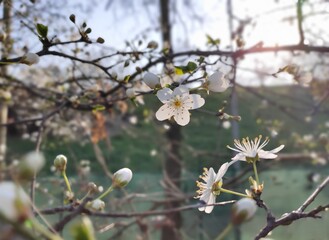 fiori