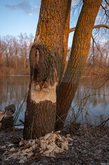 a tree gnawed by beavers on the river bank in the rays of the setting sun