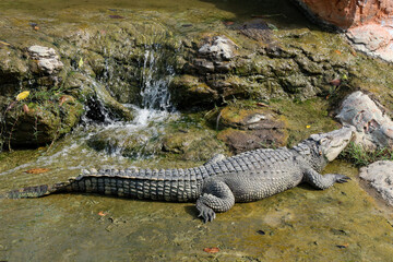 The thai crocodile rest near the river