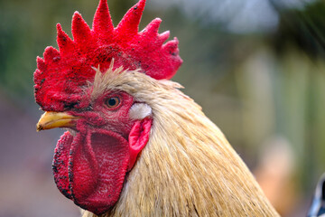  portrait of a rooster looking into the camera