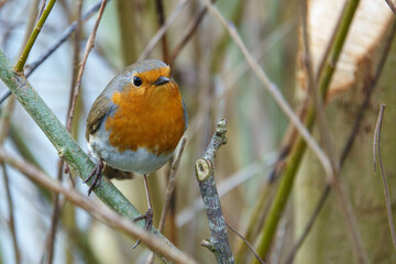 close up of a robin looking at the camera and standing on a branch