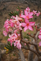 Desert Rose trees in the east of Socotra Island, Yemen, Middle East.