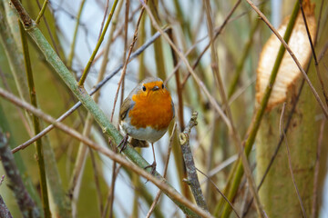 close up of a robin looking at the camera and standing on a branch