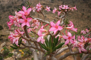Desert Rose trees in the east of Socotra Island, Yemen, Middle East.