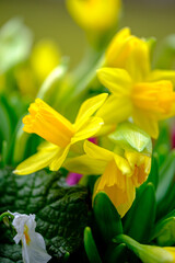 Obraz premium close up of various colorful spring flowers