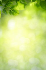 Nature of green leaf in garden at summer. Natural green leaves plants using as spring background cover page greenery environment ecology wallpaper