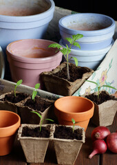 Seedlings in biodegradable cardboard pots and clay flower pots on dark moody background, closeup, eco farming and gardening, cottagecore living, slow life concept