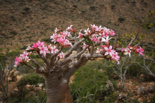 Desert Rose trees in the east of Socotra Island, Yemen, Middle East.