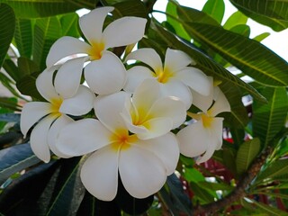 white frangipani flowers