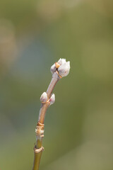 Buds in an early spring forest. Central Russia.