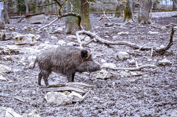 wild boar in the snow
