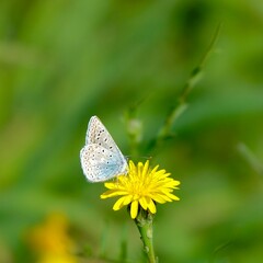 Small blue butterfly (Lycaenidae) perched among wildflowers in the Andalusian countryside