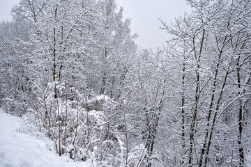 Snow-covered trees in winter near the river