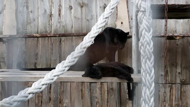 Couple of black panthers in the zoo cage on wooden platform.