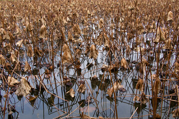 Withered lotus leaves in winter, withered lotus flowers in the water