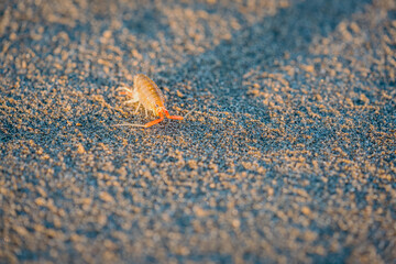 Colorful Beach Hopper on the cost of Olympic National Park.