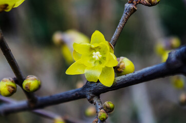 Wintersweet blossoms, Chimonanthus praecox, bloom in mid February in a park