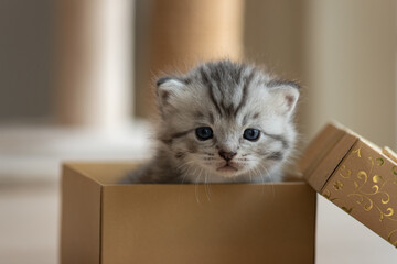 Fototapeta na wymiar Cute persian kitten in box