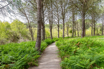 Fototapeta na wymiar Wooden path in the Mediterranean pine forest for hiking trails