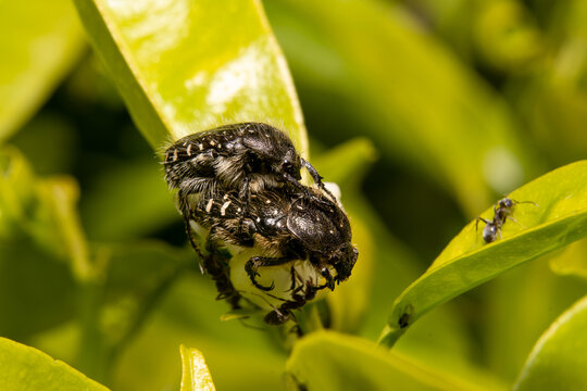 Fotograf&iacute;a horizontal de dos escarabajos peludos copulando en una hoja de mandarino. Insecto tropinota hirta.