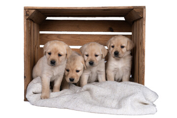 A family of four 5 week old labrador puppies sitting in a crate isolated on a white background