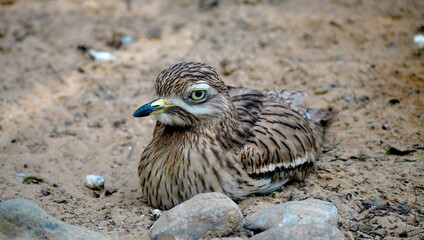 Stone Curlew