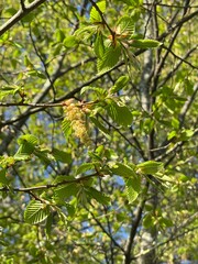 leaves in spring