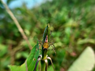 dragonfly on a leaf