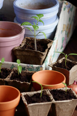 Seedlings in biodegradable cardboard pots and clay flower pots on dark moody background, closeup, eco farming and gardening, cottagecore living, slow life concept