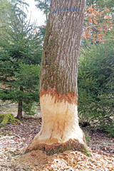 Vom Biber angeraffelter Baum