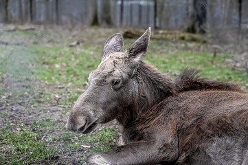 A cow moose rests on the meadow