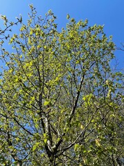 tree blossom