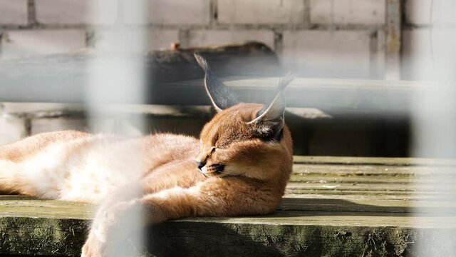 An adult caracal lies and enjoy the sunlight in the zoo. 