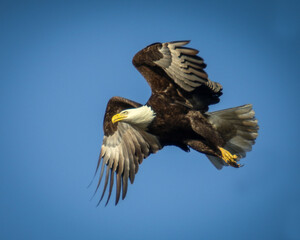 Closeup of Bald Eagle in Flight
