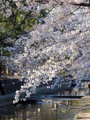 Fototapeta na wymiar cherry blossom (sakura) tree along the stream