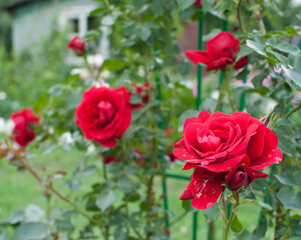 English Tea rose closeup. decorative red rose close up. English Tea Red roses. Close up shot of red roses on park. Red roses, plant and nature concept. English Tea roses bush seedling for sale.