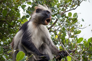 A screaming monkey on the branch of a tree. Kirk's red colobus. Africa, Zanzibar. Endemic species..
