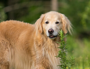 Cute Golden Retriever Looking at the Camera
