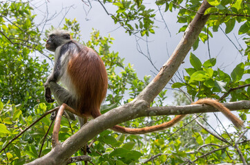 The monkey with long tail is sitting on the branch of a tree. Kirk's red colobus. Africa, Zanzibar. Endemic species.
