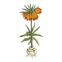 Hand drawn spring imperial grouse flower.