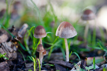 Close up of mushroom in forest