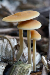 Close up of mushroom in forest