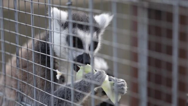 A hungry lemur  in the zoo cage eats a cabbage leaf .