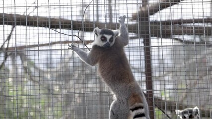 Ring-tailed lemur (Lemur catta) climbing on cage bars in the zoo. 