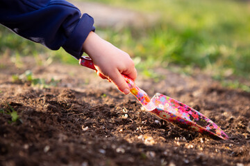 The child sows seeds in the ground with shovel