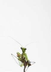 insects, close-up of a green praying mantis seen from the front on white background, vertical photo