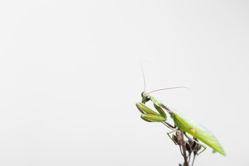insects, close-up of a green praying mantis seen in profile on white background, with space to write, horizontal photo