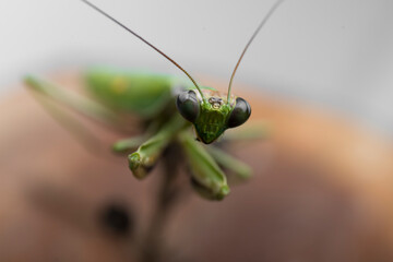 insects, macro of the face of a green praying mantis, horizontal photo