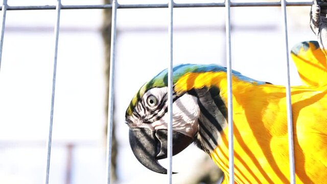 Close-up view of a Macaw parrot (Ara ararauna) in a zoo climbing on a cage grids.  Blurred background and bokeh.