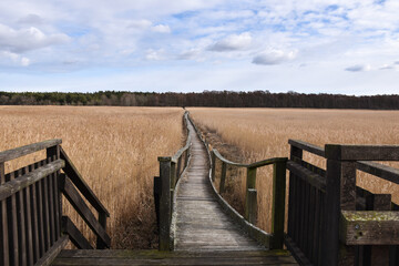Wooden foot path through the reeds